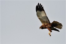 D500 Texel 18-05-31 01192  7  Photos ACG 2018