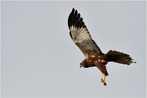 D500 Texel 18-05-31 01193  8  Photos ACG 2018