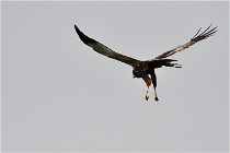 D500 Texel 18-05-31 01200  9  Photos ACG 2018