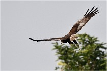 D500 Texel 18-05-31 01201  10  Photos ACG 2018