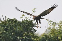 D500 Texel 18-05-31 01207  3  Photos ACG 2018
