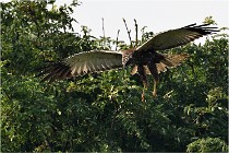 D500 Texel 18-05-31 01211  4  Photos ACG 2018