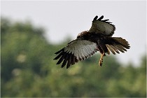 D500 Texel 18-05-31 01212  5  Photos ACG 2018