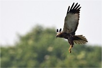 D500 Texel 18-05-31 01213  6  Photos ACG 2018