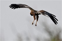 D500 Texel 18-05-31 01218  7  Photos ACG 2018