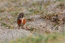 D500 Texel 18-05-31 01233   Photos ACG 2018