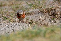 D500 Texel 18-05-31 01236   Photos ACG 2018