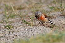 D500 Texel 18-05-31 01239   Photos ACG 2018