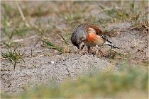 D500 Texel 18-05-31 01240   Photos ACG 2018