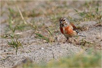 D500 Texel 18-05-31 01241   Photos ACG 2018