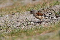 D500 Texel 18-05-31 01246   Photos ACG 2018