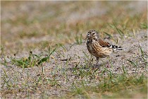 D500 Texel 18-05-31 01250   Photos ACG 2018