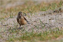 D500 Texel 18-05-31 01252   Photos ACG 2018