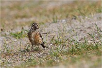 D500 Texel 18-05-31 01258   Photos ACG 2018