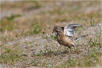 D500 Texel 18-05-31 01261   Photos ACG 2018