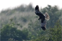 D500 Texel 18-05-31 01285   Photos ACG 2018