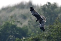 D500 Texel 18-05-31 01286   Photos ACG 2018