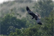 D500 Texel 18-05-31 01287   Photos ACG 2018