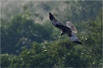 D500 Texel 18-05-31 01288   Photos ACG 2018