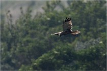 D500 Texel 18-05-31 01289   Photos ACG 2018
