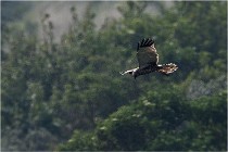 D500 Texel 18-05-31 01290   Photos ACG 2018