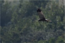 D500 Texel 18-05-31 01291   Photos ACG 2018