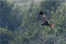 D500 Texel 18-05-31 01292   Photos ACG 2018