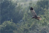 D500 Texel 18-05-31 01293   Photos ACG 2018