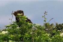 D500 Texel 18-05-31 01363   Photos ACG 2018