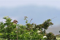 D500 Texel 18-05-31 01378  3  Photos ACG 2018