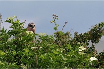 D500 Texel 18-05-31 01380   Photos ACG 2018