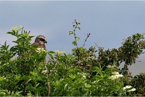 D500 Texel 18-05-31 01383   Photos ACG 2018
