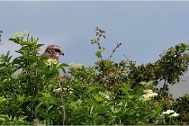 D500 Texel 18-05-31 01384   Photos ACG 2018