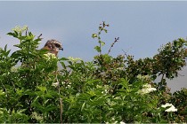 D500 Texel 18-05-31 01385   Photos ACG 2018