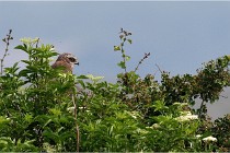 D500 Texel 18-05-31 01387   Photos ACG 2018