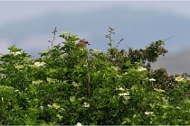 D500 Texel 18-05-31 01389   Photos ACG 2018