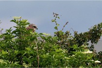 D500 Texel 18-05-31 01394   Photos ACG 2018