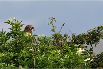 D500 Texel 18-05-31 01397   Photos ACG 2018
