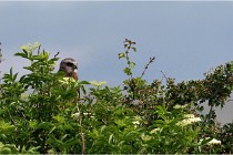 D500 Texel 18-05-31 01401   Photos ACG 2018