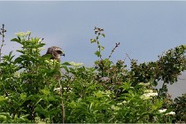 D500 Texel 18-05-31 01410   Photos ACG 2018