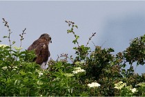 D500 Texel 18-05-31 01415   Photos ACG 2018
