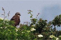 D500 Texel 18-05-31 01424   Photos ACG 2018