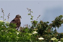 D500 Texel 18-05-31 01430   Photos ACG 2018