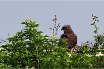 D500 Texel 18-05-31 01431   Photos ACG 2018