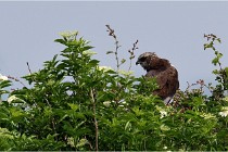 D500 Texel 18-05-31 01435   Photos ACG 2018