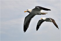 D850 Texel 18-05-25 01894   Photos ACG 2018