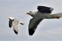D850 Texel 18-05-25 01980  3  Photos ACG 2018