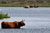D850 Texel 18-05-26 02026   Photos ACG 2018
