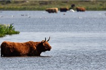 D850 Texel 18-05-26 02028   Photos ACG 2018