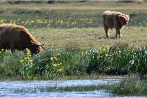 D850 Texel 18-05-26 02034   Photos ACG 2018